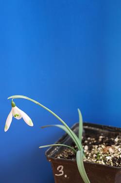 Galanthus nivalis forms sale 2026 Galanthus nivalis forms sale 2026