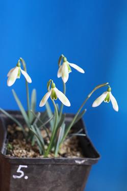 Galanthus nivalis forms sale 2026 Galanthus nivalis forms sale 2026