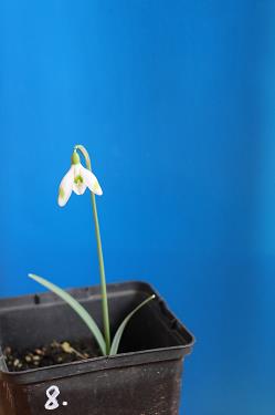 Galanthus nivalis forms sale 2026 Galanthus nivalis forms sale 2026