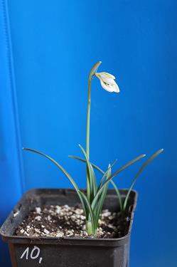Galanthus nivalis forms sale 2026 Galanthus nivalis forms sale 2026