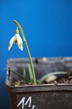 Galanthus nivalis forms sale 2026 Galanthus nivalis forms sale 2026