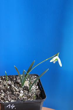 Galanthus nivalis forms sale 2026 Galanthus nivalis forms sale 2026