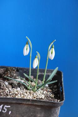 Galanthus nivalis forms sale 2026 Galanthus nivalis forms sale 2026