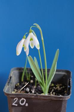 Galanthus nivalis forms sale 2026 Galanthus nivalis forms sale 2026