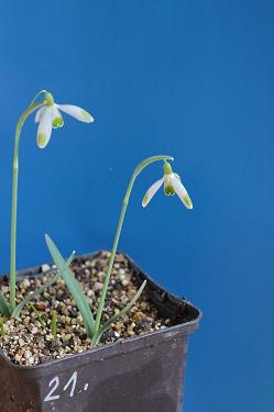 Galanthus nivalis forms sale 2026 Galanthus nivalis forms sale 2026