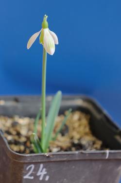 Galanthus nivalis forms sale 2026 Galanthus nivalis forms sale 2026