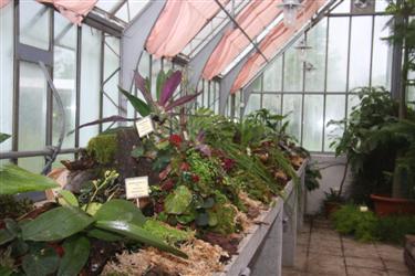 rastlinjak Tivoli, tivoli, rastlinjak, razstava orhidej, orhideje, phalanenopsis