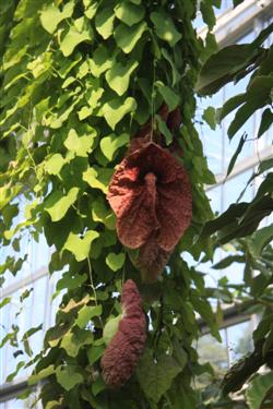 Aristolochia gigantea, Orjaški podraščec, podraščec, tropski rastlinjak, tropske rastline, tropski gozd, tropski vrt, pragozd, džungla, tropski deževni gozd