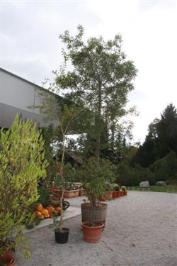 tovornjak rastlin, donacija rastlin, transport rastlin, botanični vrt bonn, Botanische Gärten der Universität Bonn