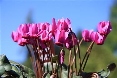 ciklame, prodaja ciklam, cyclamen purpuracens, sorte ciklam, različne ciklame, raznolikost ciklam