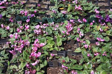 ciklame, prodaja ciklam, cyclamen purpuracens, sorte ciklam, različne ciklame, raznolikost ciklam