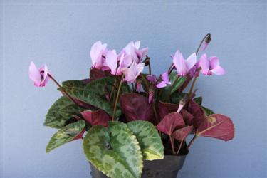 ciklame, prodaja ciklam, cyclamen purpuracens, sorte ciklam, različne ciklame, raznolikost ciklam