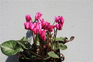 cyclamen, cyclamen slovenia, cyclamen bled, cyclamen purpuracens, cyclamen different cultivars, cyclamen diversity