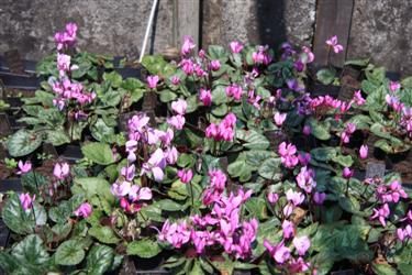 cyclamen, cyclamen slovenia, cyclamen bled, cyclamen purpuracens, cyclamen different cultivars, cyclamen diversity