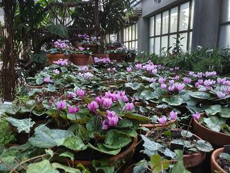 Cyclamen