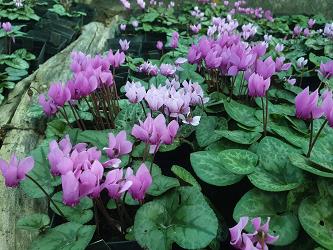 Cyclamen