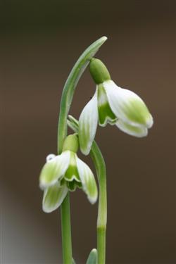 Galanthus nivalis, zvončki, zvonček, navadni zvončki