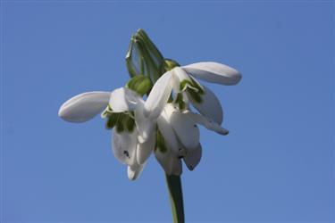 Galanthus nivalis, zvončki, zvonček, navadni zvončki