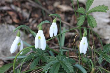 zvončki, galanthus, galanthus nivalis