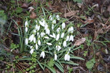 zvončki, galanthus, galanthus nivalis