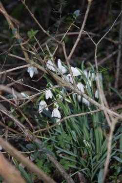 zvončki, galanthus, galanthus nivalis