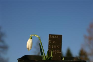 prvi zvončki, prvi zvonček, znanilci pomladi, galanthus, zvončki, mali zvončki