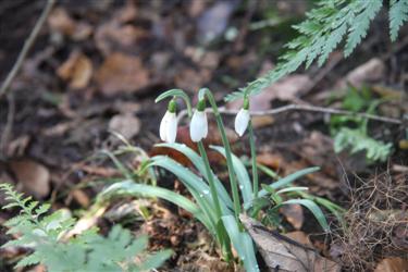 prvi zvončki, prvi zvonček, znanilci pomladi, galanthus, zvončki, mali zvončki