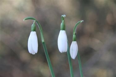 prvi zvončki, prvi zvonček, znanilci pomladi, galanthus, zvončki, mali zvončki