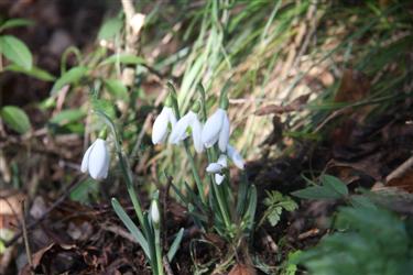 prvi zvončki, prvi zvonček, znanilci pomladi, galanthus, zvončki, mali zvončki