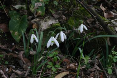 First blooming snowdrops in Slovenian Istra
