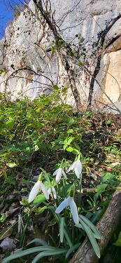 Silvestrski zvončki Silvestrski zvončki