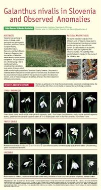 Galanthus nivalis in Slovenia,  Anomalies galanthus, special galanthus