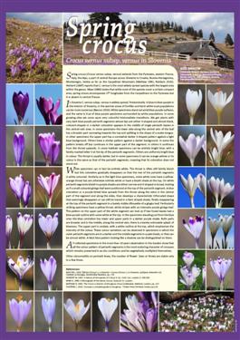 Crocus, Diversity in Slovenia, crocus diversity