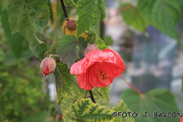 Abutilon striatum