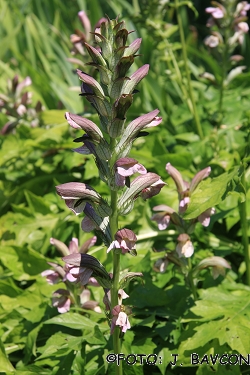 Acanthus balcanicus