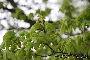 Acer campestre