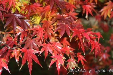 Acer palmatum