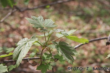 Acer pseudoplatanus