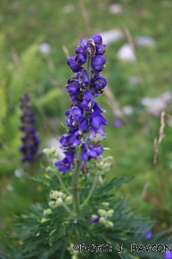 Aconitum napellus