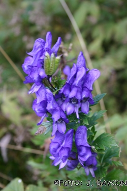 Aconitum variegatum