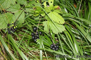 Actaea spicata