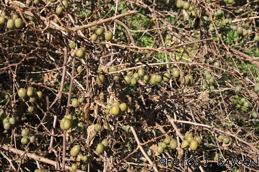 Actinidia melanandra