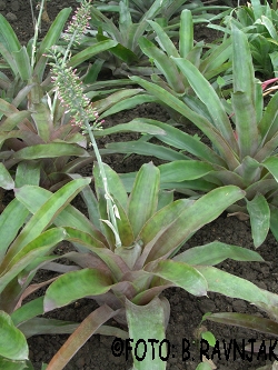 Aechmea lueddemanniana