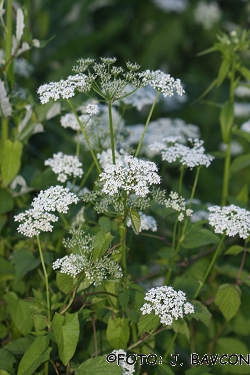 Aegopodium podagraria