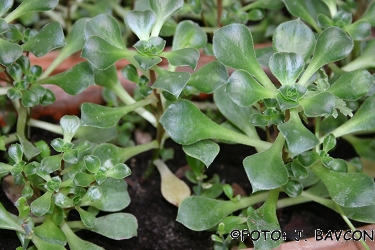 Aeonium canariense