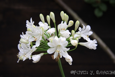 Agapanthus africanus 'Snowy Owl'