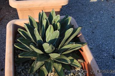 Agave ferdinandi-regis