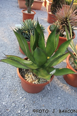 Agave ferox