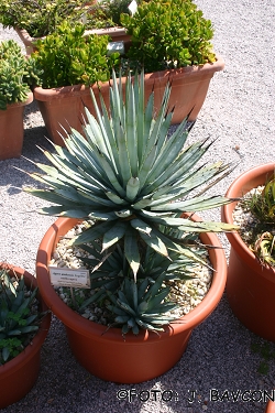 Agave utahensis