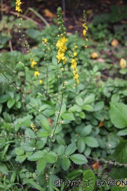 Agrimonia eupatoria